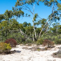 Dimboola Image